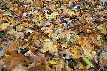 Image showing yellow autumn leaves