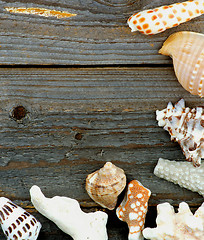 Image showing Border of Conch Sea Shell