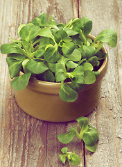 Image showing Corn Salad Leaves