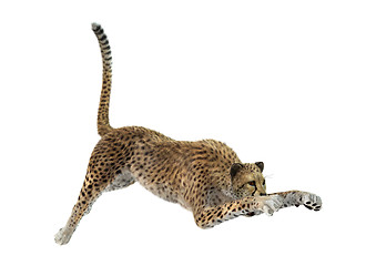 Image showing Big Cat Cheetah