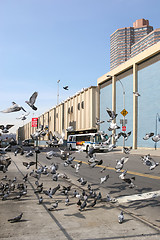 Image showing Pigeons in Manhattan