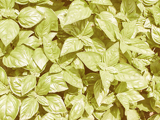 Image showing Retro looking Basil