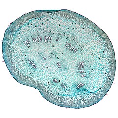 Image showing Mulberry micrograph