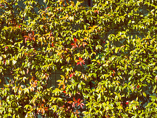 Image showing Retro look Green leaves