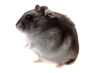 Image showing small dzungarian mouse