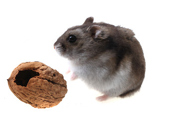 Image showing dzungarian mouse and walnut