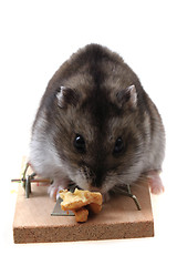 Image showing dzungarian mouse in the mousetrap