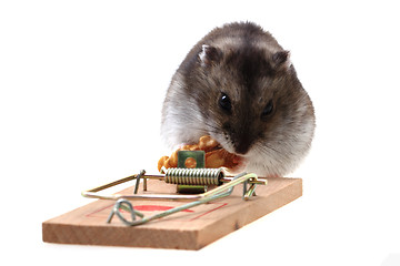 Image showing dzungarian mouse in the mousetrap