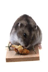 Image showing dzungarian mouse in the mousetrap