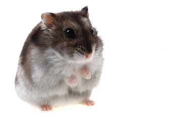 Image showing small dzungarian mouse