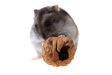 Image showing dzungarian mouse and walnut