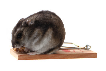 Image showing dzungarian mouse in the mousetrap