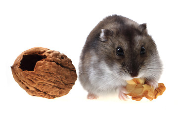 Image showing dzungarian mouse and walnut