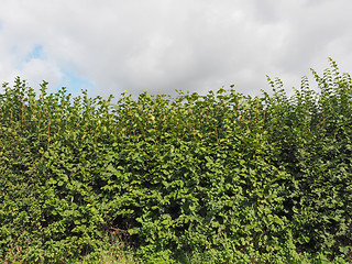 Image showing Hazel tree hedgerow