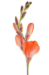 Image showing Orange lilies