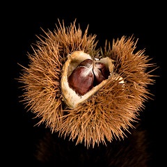 Image showing Chestnuts on a black reflective background