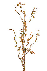 Image showing Golden Christmas decoration branches