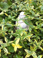 Image showing Budda