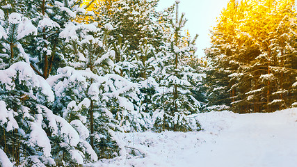 Image showing Winter landscape