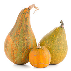 Image showing Pumpkins