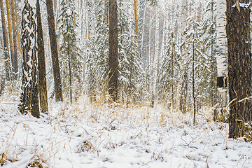 Image showing Winter landscape