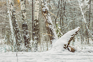 Image showing Winter landscape