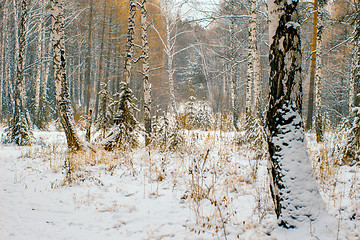 Image showing Winter landscape