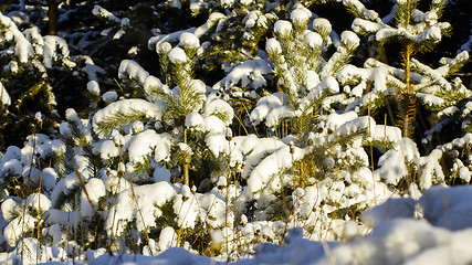 Image showing Winter landscape