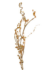 Image showing Golden Christmas decoration branches