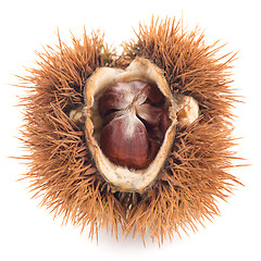 Image showing Chestnuts with shell 