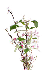 Image showing Closeup of Apple blossoms