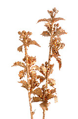 Image showing Golden Christmas decoration branches