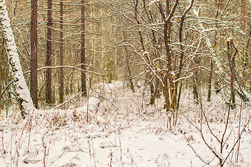 Image showing Winter landscape