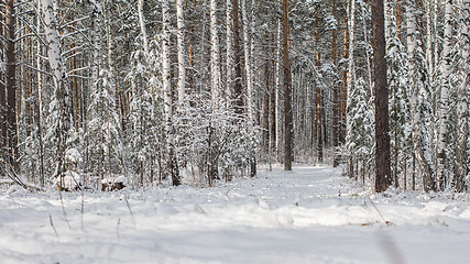 Image showing Winter landscape