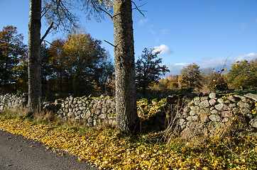 Image showing Autumnal view at roadside