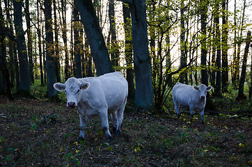 Image showing Curious cows in the forest