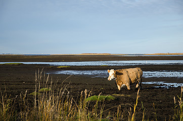 Image showing Cow in muddy water