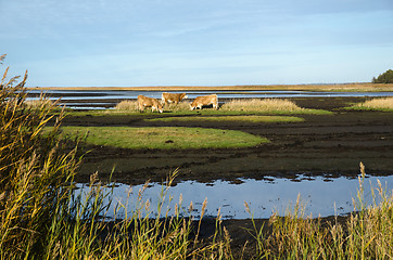 Image showing Cattles in a marshland