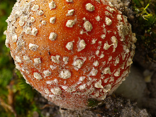 Image showing fly agaric