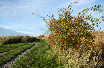 Image showing Sunlit rosehip shrub