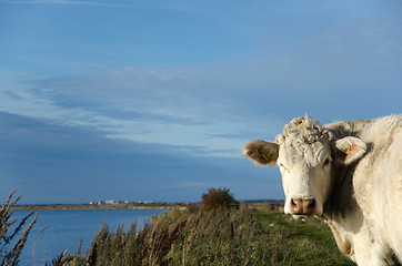 Image showing Curious cow at coast