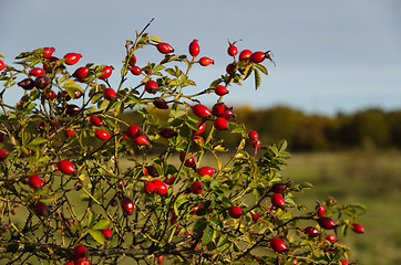 Image showing Colorful rosehips