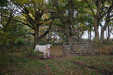 Image showing Cow passing an open gate