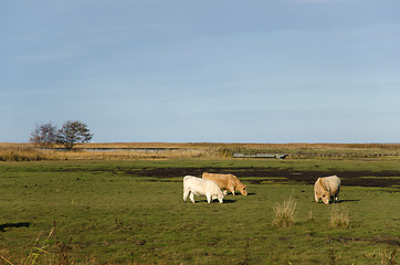 Image showing Grazing cattle in marshland