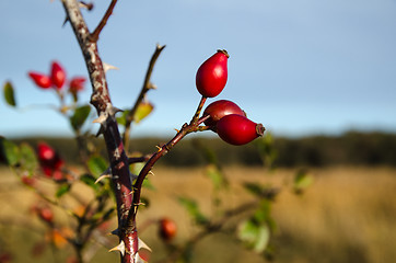 Image showing Ripe rosehip berries