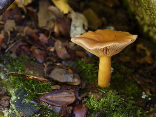 Image showing mushroom