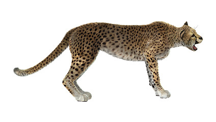 Image showing Big Cat Cheetah