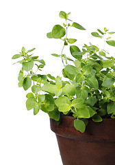 Image showing Oregano