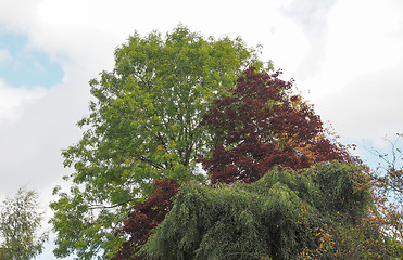 Image showing Tree top