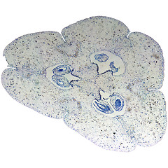 Image showing Lily ovary micrograph